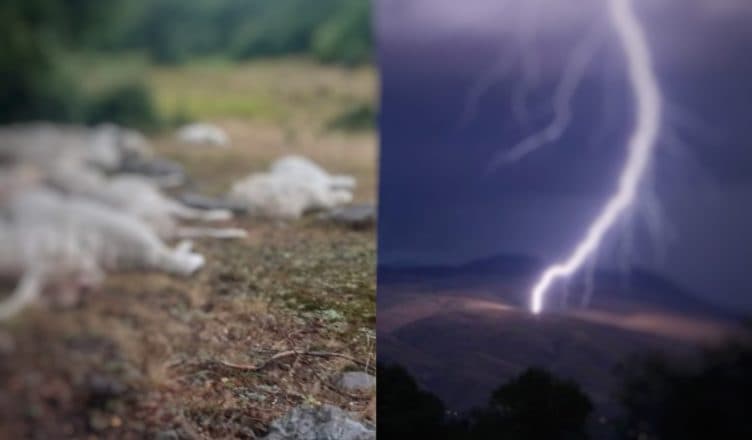 Rrufeja godet tufën e deleve në Dërdushë të Pogradecit, ngordhin rreth 10 krerë