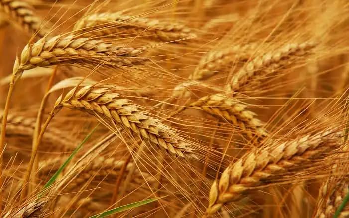 Gruri i importuar, rrëzon “për tokë” çmimin e grurit vendor?