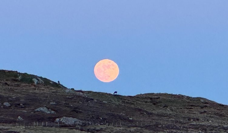 hena-e-plote-roze-sonte-mit-apo-e-vertete-se-eshte-nje-hajdut-i-gjumit-dhe-humorit