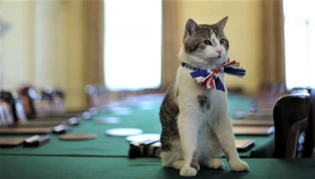  Prit e përcjell    kjo është macja që qëndron në qeveri në çdo legjislaturë të Britanisë