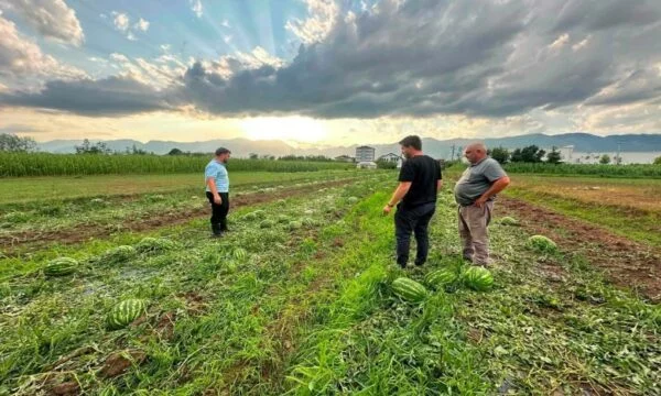 Drejtori i Bujqësisë në Istog  Rreth 90  e sipërfaqeve të mbjella u dëmtuan