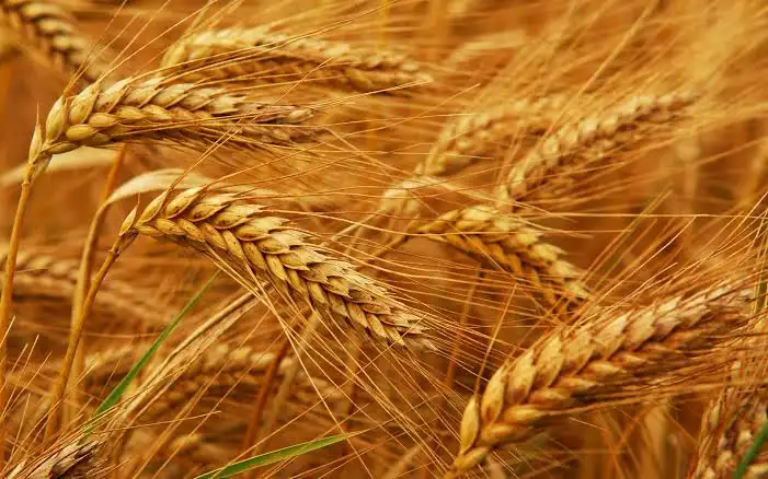 Gruri i importuar  rrëzon  për tokë  çmimin e grurit vendor 